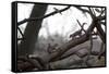 Two Gray Squirrels Meet Face to Face on a Fallen Tree Branch on a Winter Morning-Alex Saberi-Framed Stretched Canvas