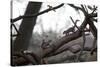 Two Gray Squirrels Meet Face to Face on a Fallen Tree Branch on a Winter Morning-Alex Saberi-Stretched Canvas
