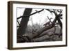 Two Gray Squirrels Meet Face to Face on a Fallen Tree Branch on a Winter Morning-Alex Saberi-Framed Photographic Print