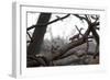 Two Gray Squirrels Meet Face to Face on a Fallen Tree Branch on a Winter Morning-Alex Saberi-Framed Photographic Print