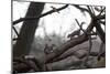 Two Gray Squirrels Meet Face to Face on a Fallen Tree Branch on a Winter Morning-Alex Saberi-Mounted Photographic Print