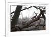 Two Gray Squirrels Meet Face to Face on a Fallen Tree Branch on a Winter Morning-Alex Saberi-Framed Photographic Print