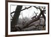 Two Gray Squirrels Meet Face to Face on a Fallen Tree Branch on a Winter Morning-Alex Saberi-Framed Photographic Print