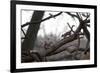 Two Gray Squirrels Meet Face to Face on a Fallen Tree Branch on a Winter Morning-Alex Saberi-Framed Photographic Print