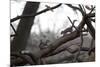 Two Gray Squirrels Meet Face to Face on a Fallen Tree Branch on a Winter Morning-Alex Saberi-Mounted Photographic Print