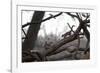 Two Gray Squirrels Meet Face to Face on a Fallen Tree Branch on a Winter Morning-Alex Saberi-Framed Photographic Print