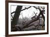 Two Gray Squirrels Meet Face to Face on a Fallen Tree Branch on a Winter Morning-Alex Saberi-Framed Photographic Print