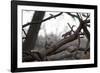 Two Gray Squirrels Meet Face to Face on a Fallen Tree Branch on a Winter Morning-Alex Saberi-Framed Photographic Print