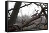 Two Gray Squirrels Meet Face to Face on a Fallen Tree Branch on a Winter Morning-Alex Saberi-Framed Stretched Canvas