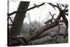 Two Gray Squirrels Meet Face to Face on a Fallen Tree Branch on a Winter Morning-Alex Saberi-Stretched Canvas