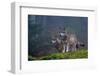 Two gray wolves, Canis lupus, on a mossy boulder in a foggy forest. Bavaria, Germany.-Sergio Pitamitz-Framed Photographic Print