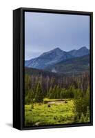 Two Grazing Moose on the Upper Colorado River in Rocky Mountain National Park, Colorado-Matt Jones-Framed Stretched Canvas