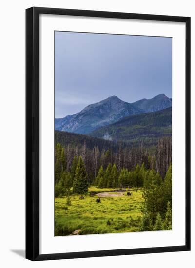 Two Grazing Moose on the Upper Colorado River in Rocky Mountain National Park, Colorado-Matt Jones-Framed Photographic Print