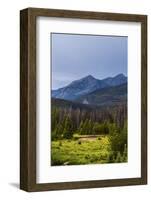 Two Grazing Moose on the Upper Colorado River in Rocky Mountain National Park, Colorado-Matt Jones-Framed Photographic Print