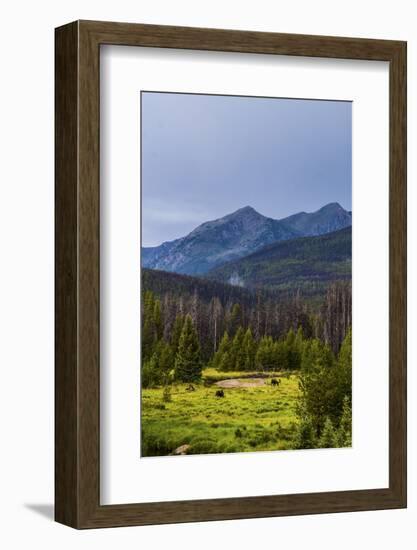 Two Grazing Moose on the Upper Colorado River in Rocky Mountain National Park, Colorado-Matt Jones-Framed Photographic Print