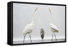 Two Great Egrets (Ardea Alba) Standing Opposite Each Other with Grey Heron (Ardea Cinerea)-Bence Mate-Framed Stretched Canvas