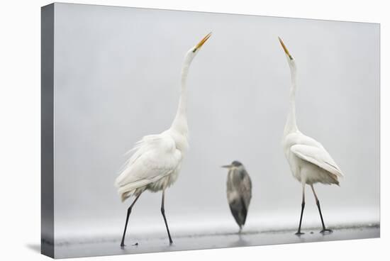 Two Great Egrets (Ardea Alba) Standing Opposite Each Other with Grey Heron (Ardea Cinerea)-Bence Mate-Stretched Canvas