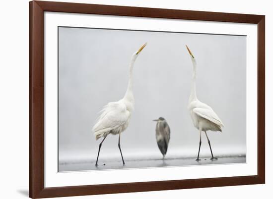 Two Great Egrets (Ardea Alba) Standing Opposite Each Other with Grey Heron (Ardea Cinerea)-Bence Mate-Framed Photographic Print