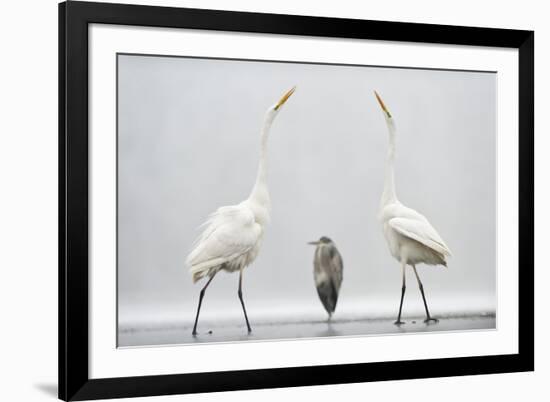 Two Great Egrets (Ardea Alba) Standing Opposite Each Other with Grey Heron (Ardea Cinerea)-Bence Mate-Framed Photographic Print