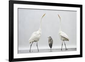 Two Great Egrets (Ardea Alba) Standing Opposite Each Other with Grey Heron (Ardea Cinerea)-Bence Mate-Framed Photographic Print