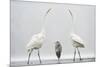 Two Great Egrets (Ardea Alba) Standing Opposite Each Other with Grey Heron (Ardea Cinerea)-Bence Mate-Mounted Photographic Print