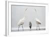 Two Great Egrets (Ardea Alba) Standing Opposite Each Other with Grey Heron (Ardea Cinerea)-Bence Mate-Framed Photographic Print