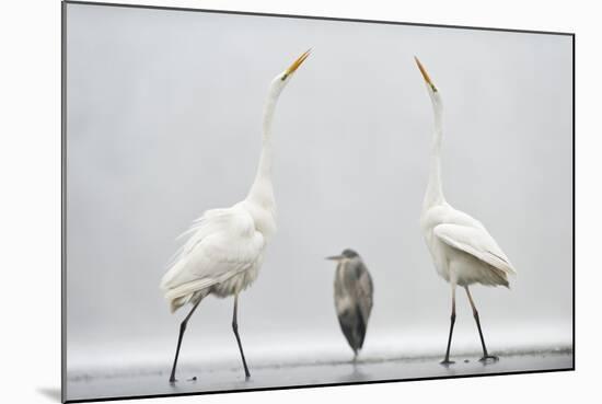 Two Great Egrets (Ardea Alba) Standing Opposite Each Other with Grey Heron (Ardea Cinerea)-Bence Mate-Mounted Photographic Print