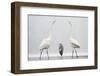 Two Great Egrets (Ardea Alba) Standing Opposite Each Other with Grey Heron (Ardea Cinerea)-Bence Mate-Framed Photographic Print