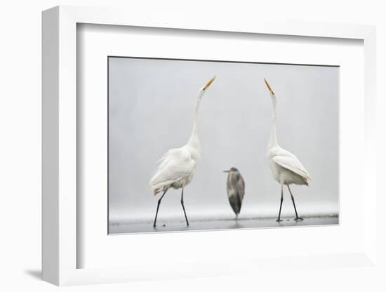 Two Great Egrets (Ardea Alba) Standing Opposite Each Other with Grey Heron (Ardea Cinerea)-Bence Mate-Framed Photographic Print