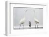 Two Great Egrets (Ardea Alba) Standing Opposite Each Other with Grey Heron (Ardea Cinerea)-Bence Mate-Framed Photographic Print