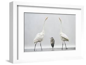 Two Great Egrets (Ardea Alba) Standing Opposite Each Other with Grey Heron (Ardea Cinerea)-Bence Mate-Framed Photographic Print