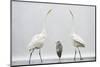 Two Great Egrets (Ardea Alba) Standing Opposite Each Other with Grey Heron (Ardea Cinerea)-Bence Mate-Mounted Photographic Print