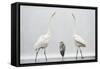 Two Great Egrets (Ardea Alba) Standing Opposite Each Other with Grey Heron (Ardea Cinerea)-Bence Mate-Framed Stretched Canvas