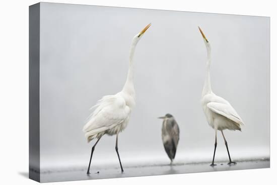 Two Great Egrets (Ardea Alba) Standing Opposite Each Other with Grey Heron (Ardea Cinerea)-Bence Mate-Stretched Canvas