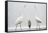 Two Great Egrets (Ardea Alba) Standing Opposite Each Other with Grey Heron (Ardea Cinerea)-Bence Mate-Framed Stretched Canvas