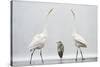 Two Great Egrets (Ardea Alba) Standing Opposite Each Other with Grey Heron (Ardea Cinerea)-Bence Mate-Stretched Canvas