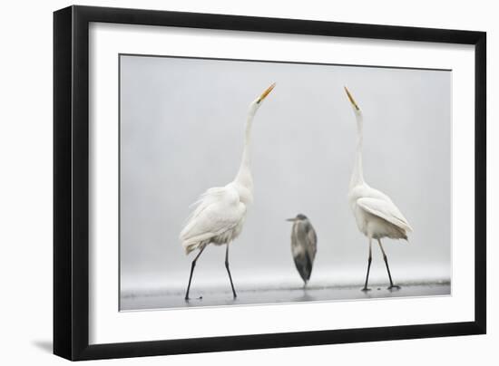 Two Great Egrets (Ardea Alba) Standing Opposite Each Other with Grey Heron (Ardea Cinerea)-Bence Mate-Framed Photographic Print