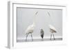 Two Great Egrets (Ardea Alba) Standing Opposite Each Other with Grey Heron (Ardea Cinerea)-Bence Mate-Framed Photographic Print