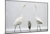 Two Great Egrets (Ardea Alba) Standing Opposite Each Other with Grey Heron (Ardea Cinerea)-Bence Mate-Mounted Photographic Print