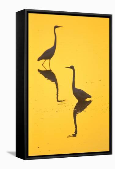 Two Great Egrets (Ardea Alba) Wading, Silhouetted At Dawn, Keoladeo National Park-Juan Carlos Munoz-Framed Stretched Canvas