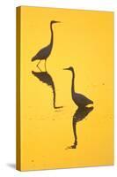 Two Great Egrets (Ardea Alba) Wading, Silhouetted At Dawn, Keoladeo National Park-Juan Carlos Munoz-Stretched Canvas