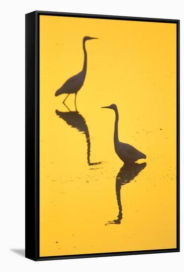 Two Great Egrets (Ardea Alba) Wading, Silhouetted At Dawn, Keoladeo National Park-Juan Carlos Munoz-Framed Stretched Canvas