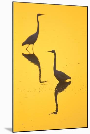 Two Great Egrets (Ardea Alba) Wading, Silhouetted At Dawn, Keoladeo National Park-Juan Carlos Munoz-Mounted Photographic Print