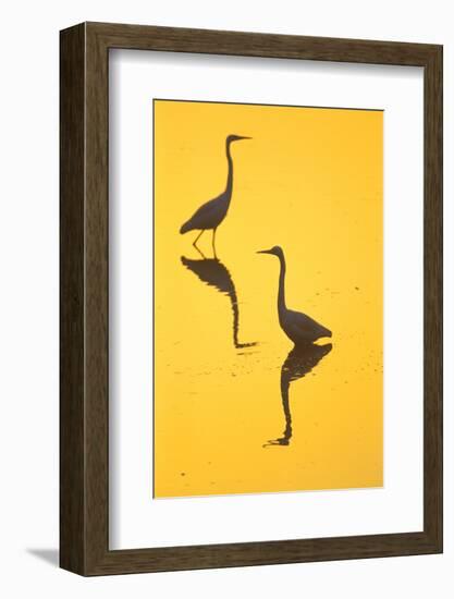 Two Great Egrets (Ardea Alba) Wading, Silhouetted At Dawn, Keoladeo National Park-Juan Carlos Munoz-Framed Photographic Print