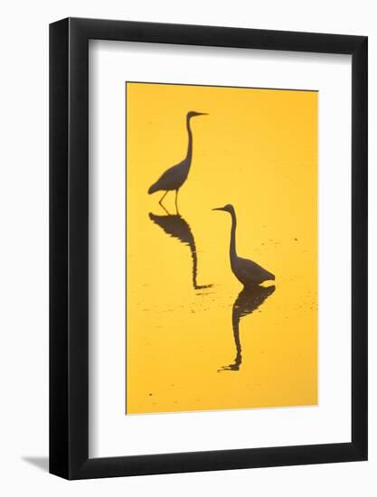 Two Great Egrets (Ardea Alba) Wading, Silhouetted At Dawn, Keoladeo National Park-Juan Carlos Munoz-Framed Photographic Print