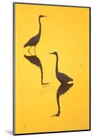 Two Great Egrets (Ardea Alba) Wading, Silhouetted At Dawn, Keoladeo National Park-Juan Carlos Munoz-Mounted Photographic Print