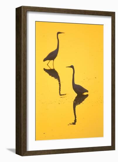 Two Great Egrets (Ardea Alba) Wading, Silhouetted At Dawn, Keoladeo National Park-Juan Carlos Munoz-Framed Photographic Print