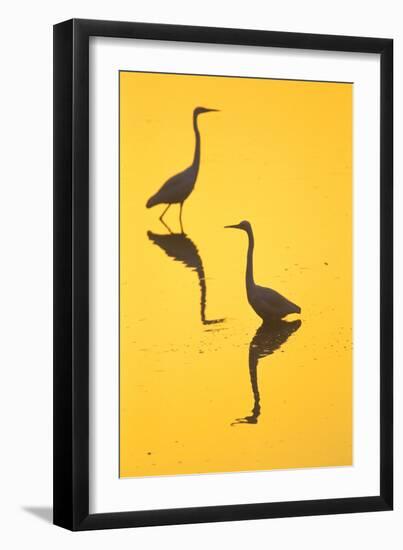Two Great Egrets (Ardea Alba) Wading, Silhouetted At Dawn, Keoladeo National Park-Juan Carlos Munoz-Framed Photographic Print
