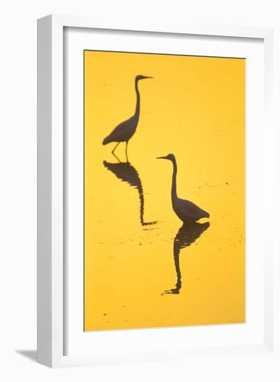 Two Great Egrets (Ardea Alba) Wading, Silhouetted At Dawn, Keoladeo National Park-Juan Carlos Munoz-Framed Photographic Print