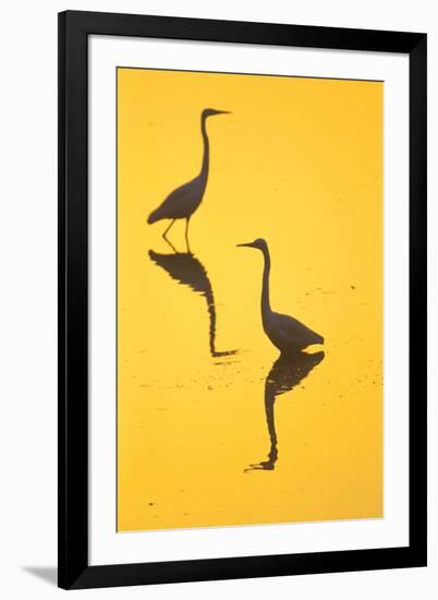 Two Great Egrets (Ardea Alba) Wading, Silhouetted At Dawn, Keoladeo National Park-Juan Carlos Munoz-Framed Photographic Print